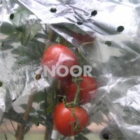 Tomatenhaube 0,65x10m gelocht 20&micro; f&uuml;r 10 Tomaten