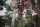 Distel-Stahl, Polster Classic, Klett-Riemen, Dorn medium